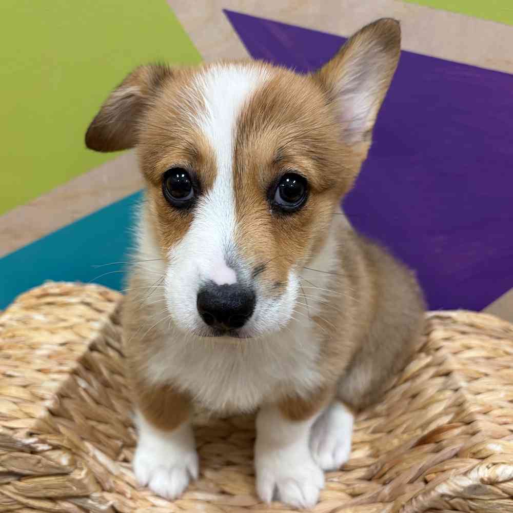 Image of a pet breed in the gallery