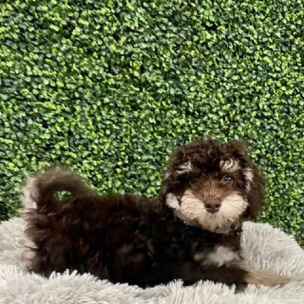 carousel pet images
