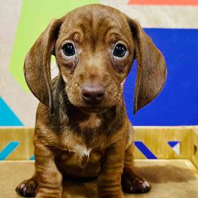 Mini Dachshund