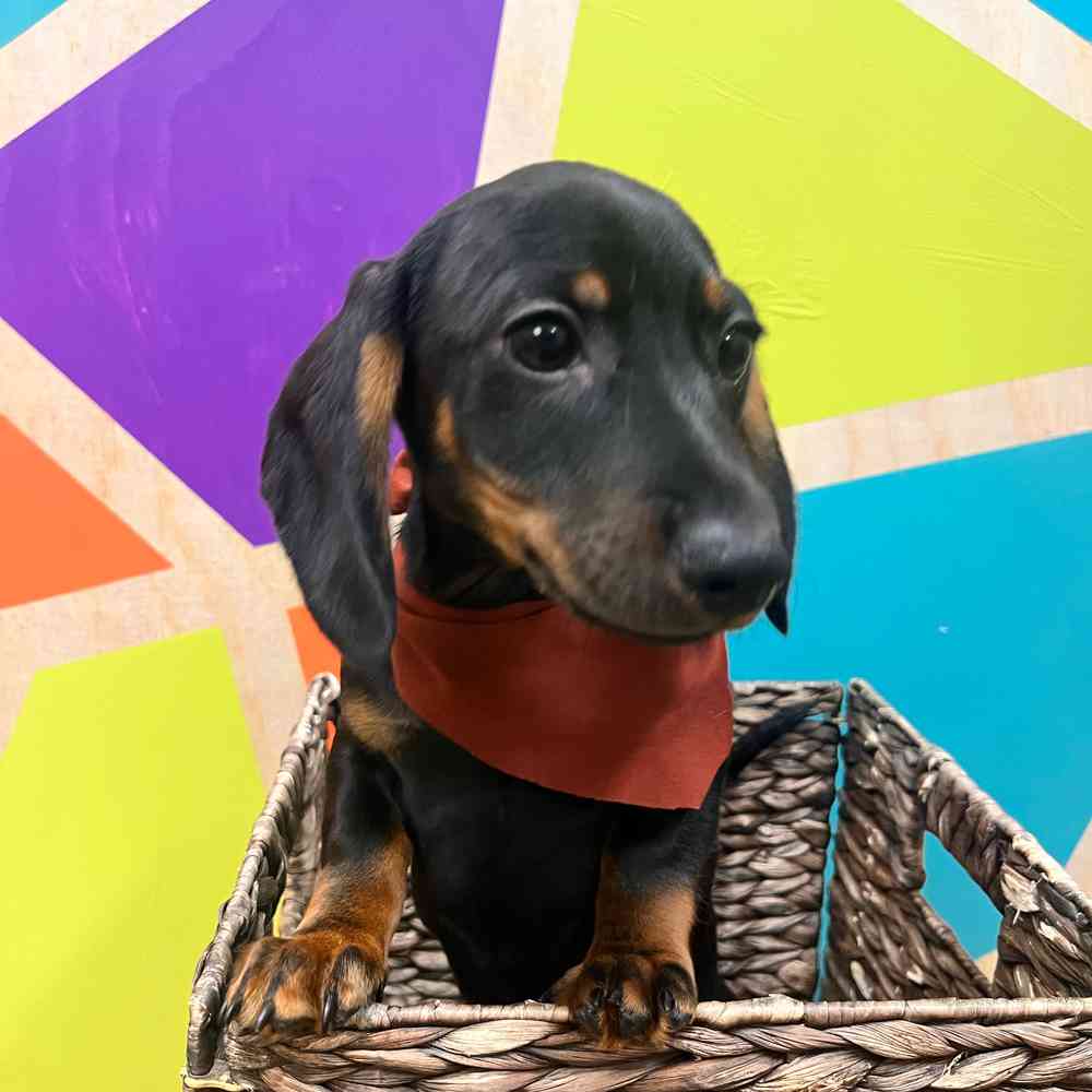 carousel pet images