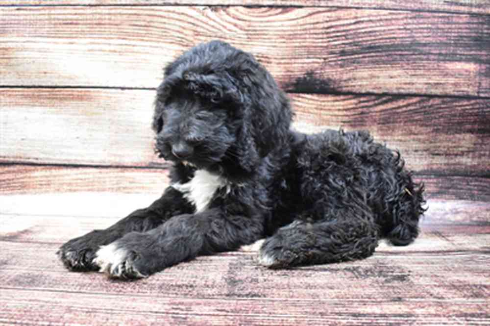 carousel pet images