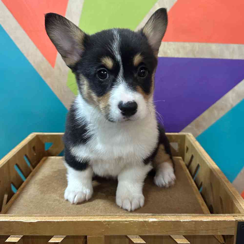 Image of a pet breed in the gallery