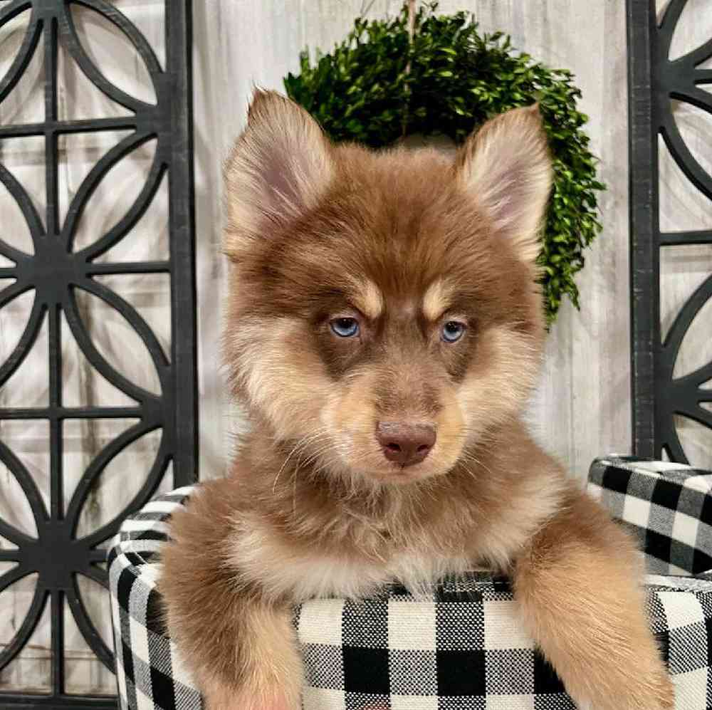 Male Pomsky Puppy for sale