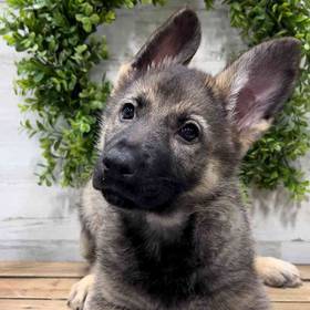 German Shepherd