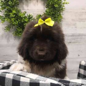 Newfoundland