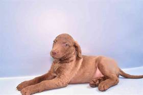 Chesapeake Bay Retriever