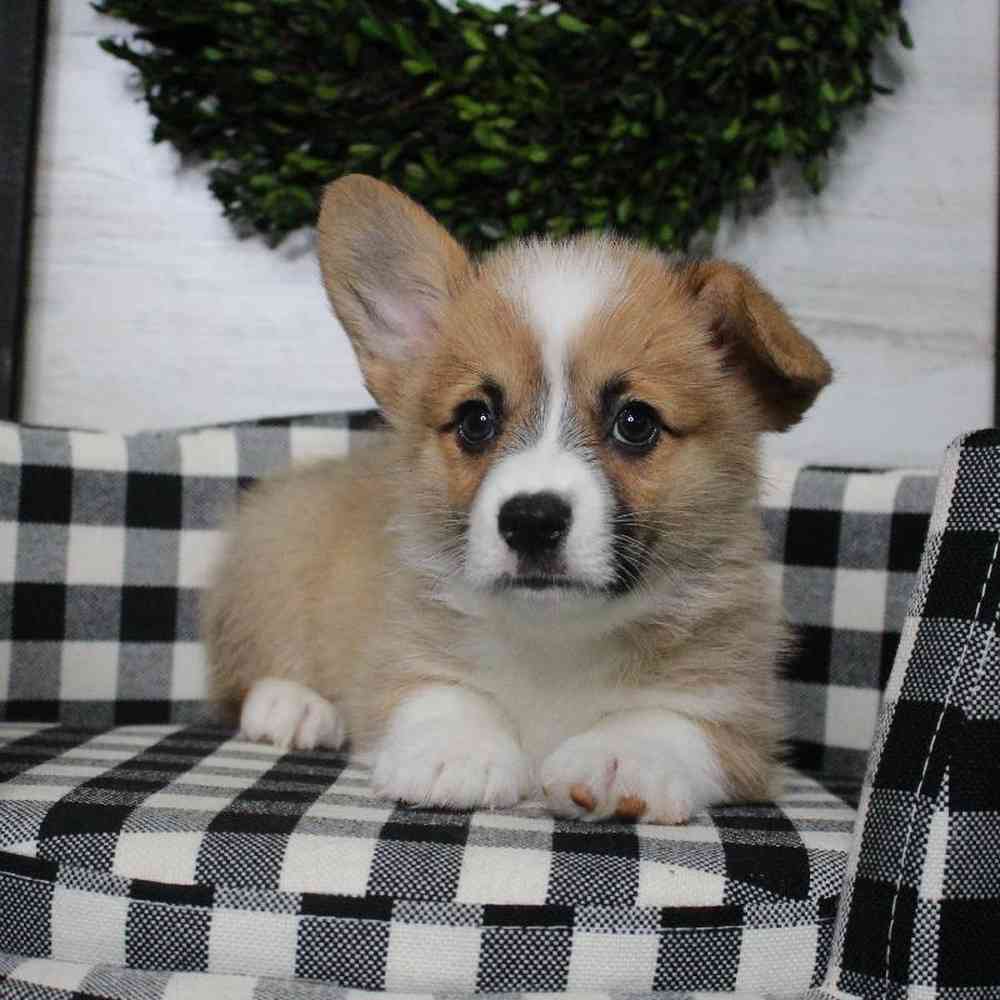 carousel pet images