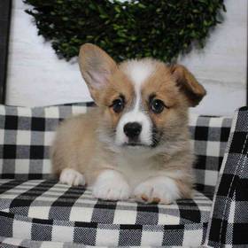 Pembroke Welsh Corgi