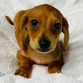 Dachshund