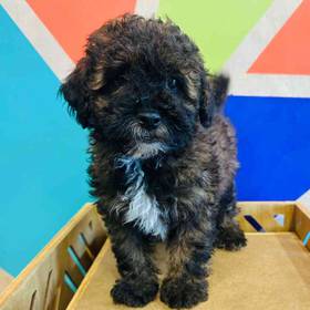 Maltipoo