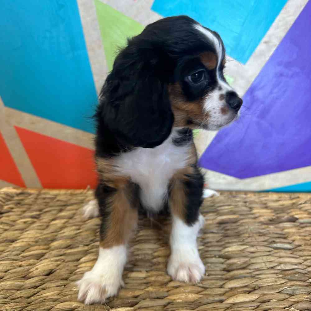 carousel pet images