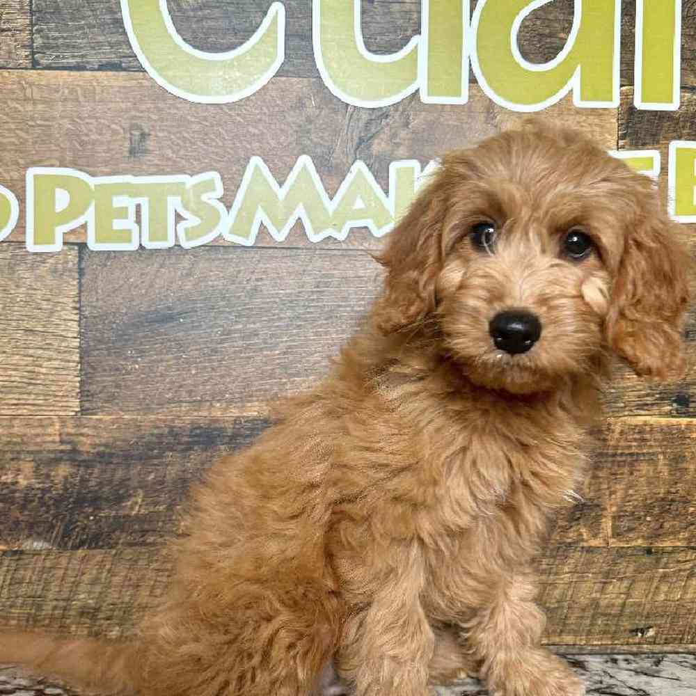 carousel pet images