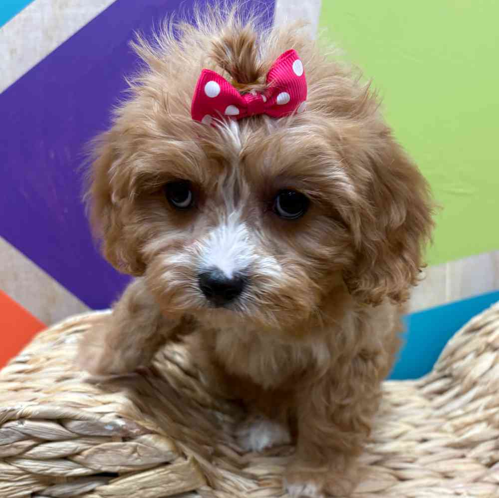 carousel pet images