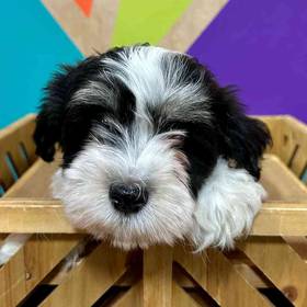 Havanese