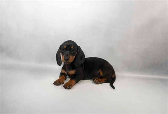 Dachshund