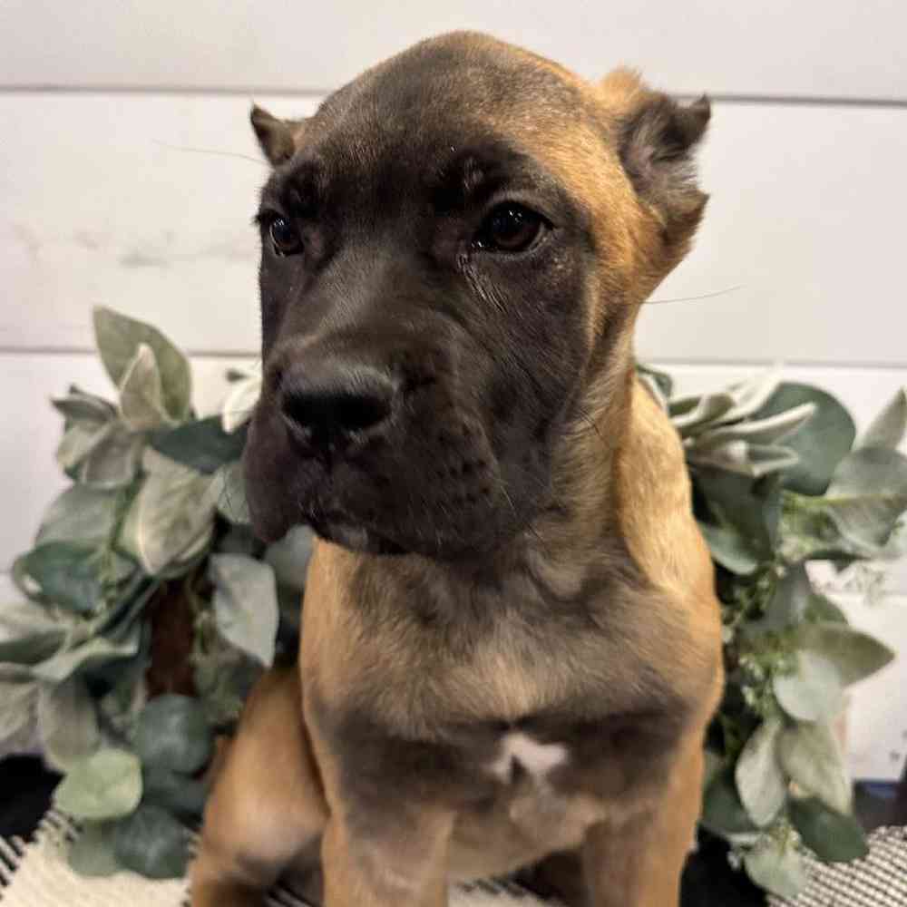 Cane corso shop for sale arkansas