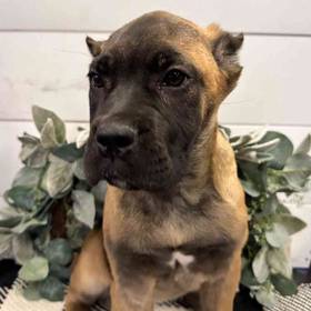 Cane Corso