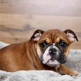 English Bulldog