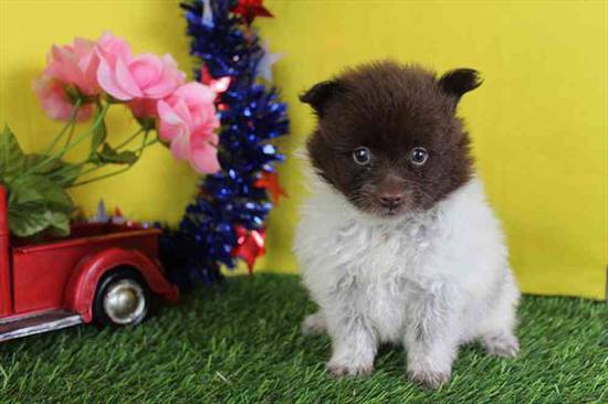 Amy