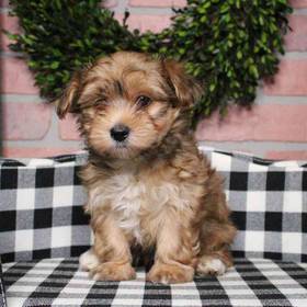 Yorkie-Poo