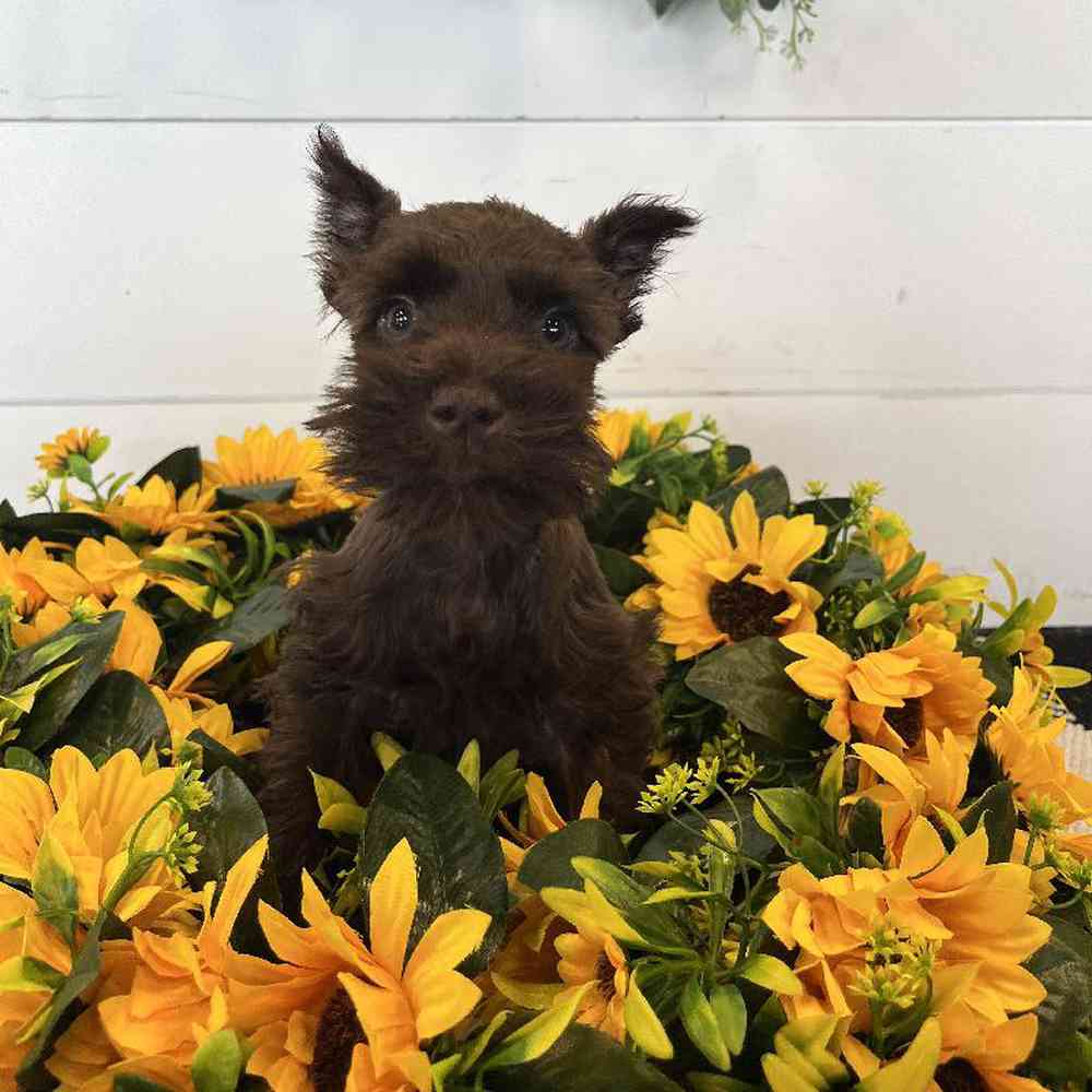 Male Mini Schnauzer Puppy for Sale in Rogers, AR