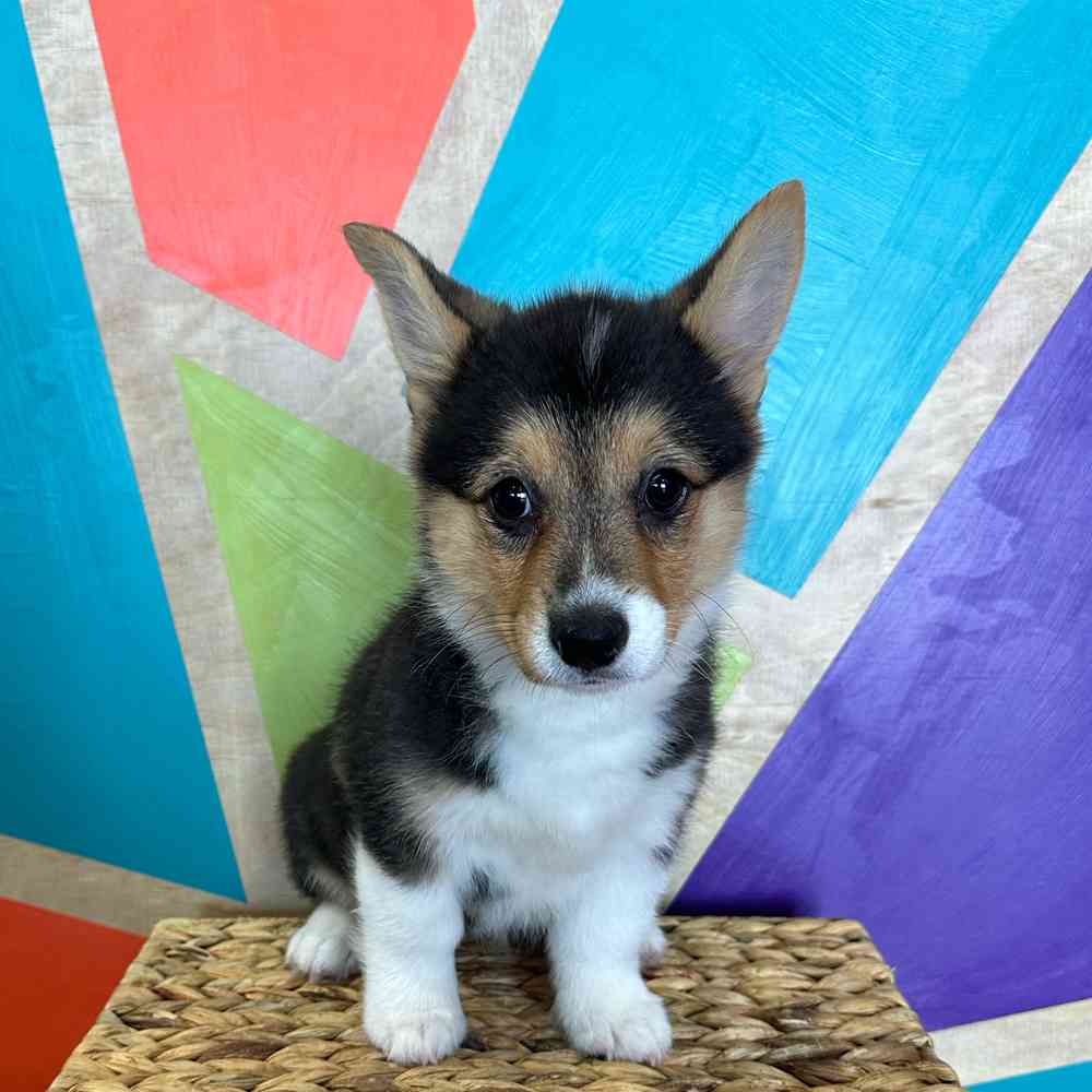 carousel pet images
