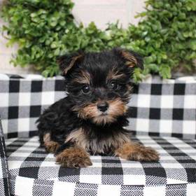 Yorkie-Poo