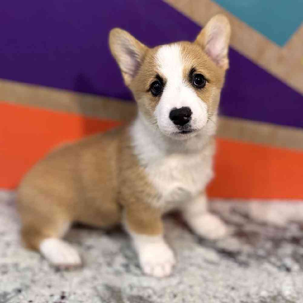 carousel pet images