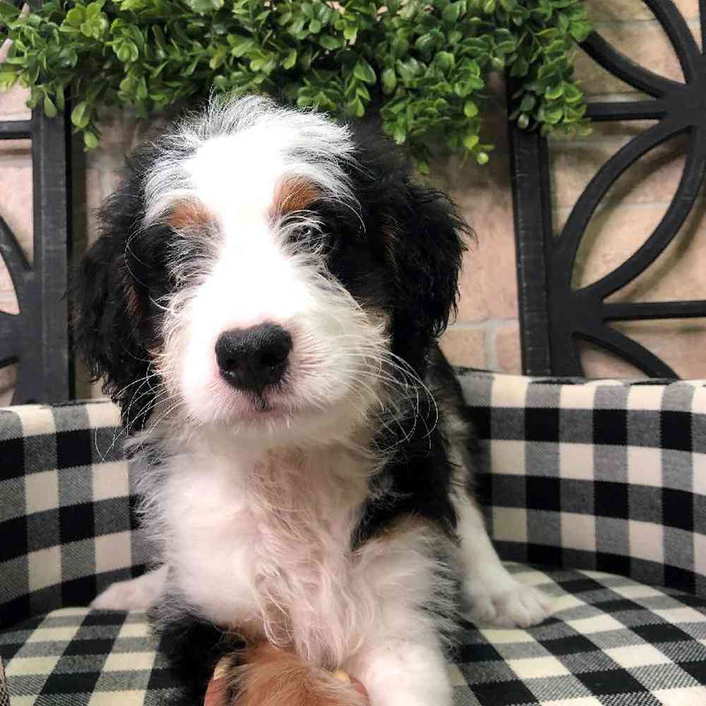 Male Mini Bernedoodle Puppy for sale