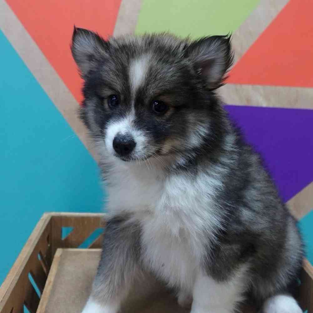 carousel pet images