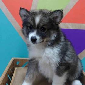 Pomsky