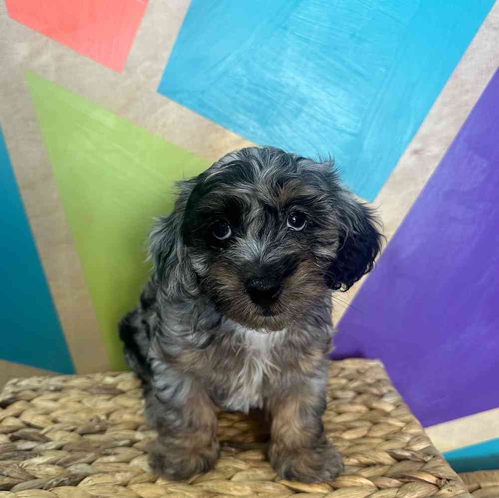 carousel pet images