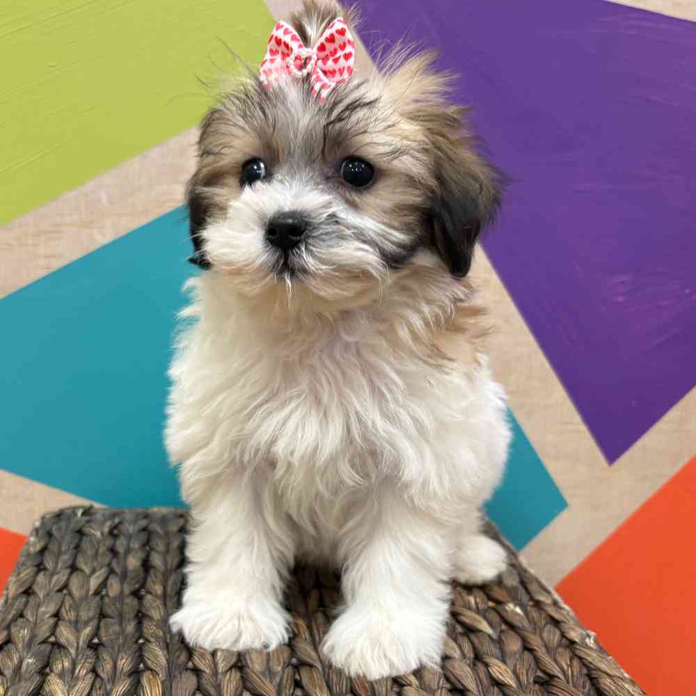 carousel pet images