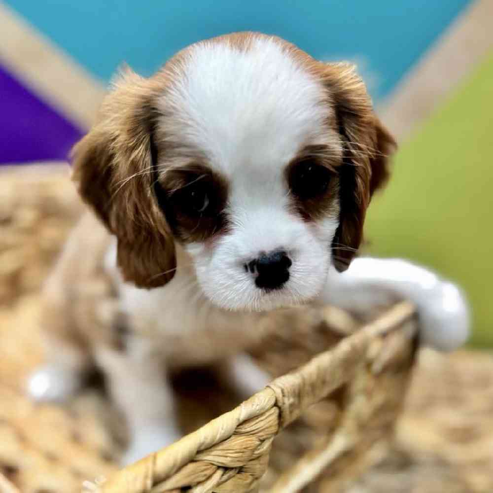 carousel pet images