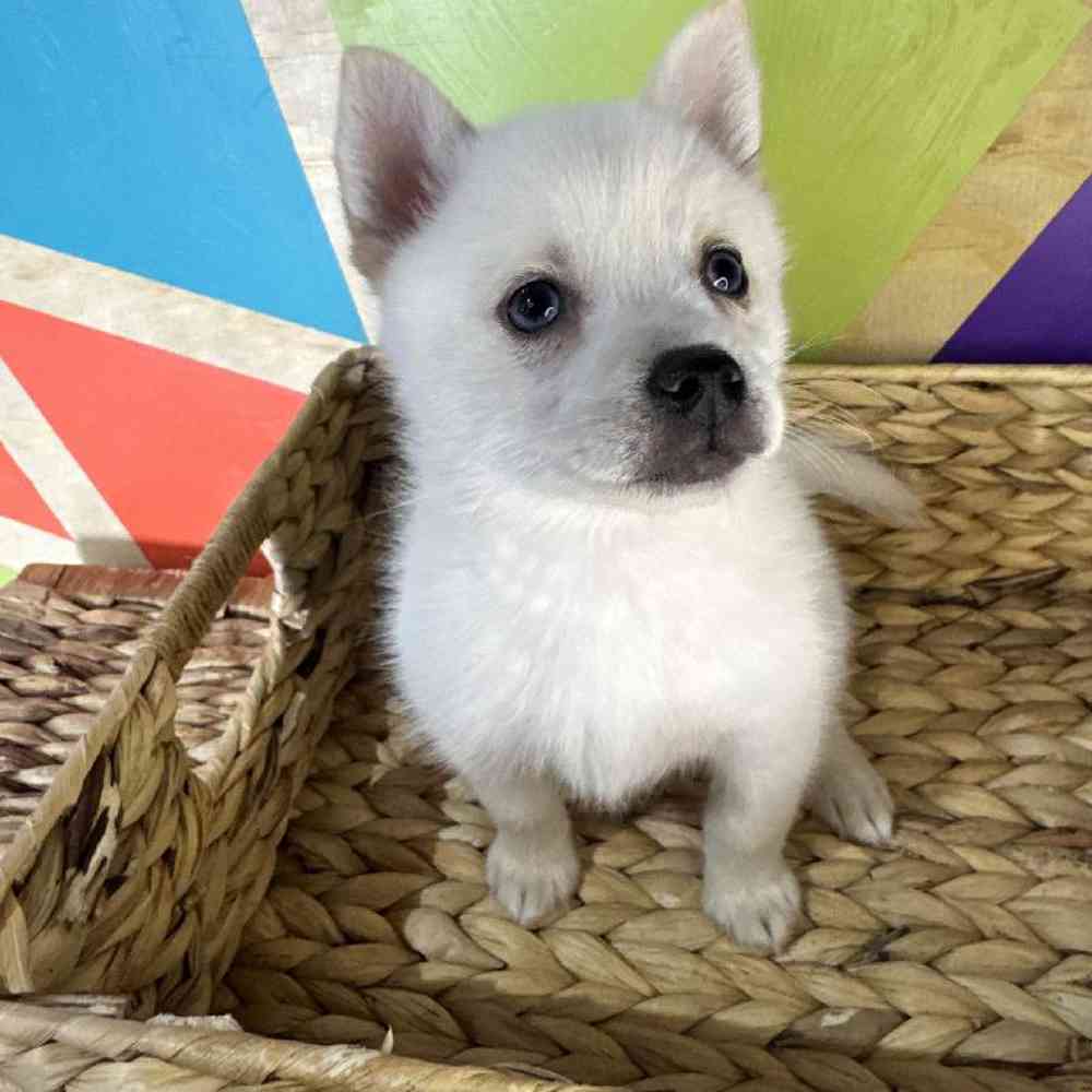 Image of a pet breed in the gallery