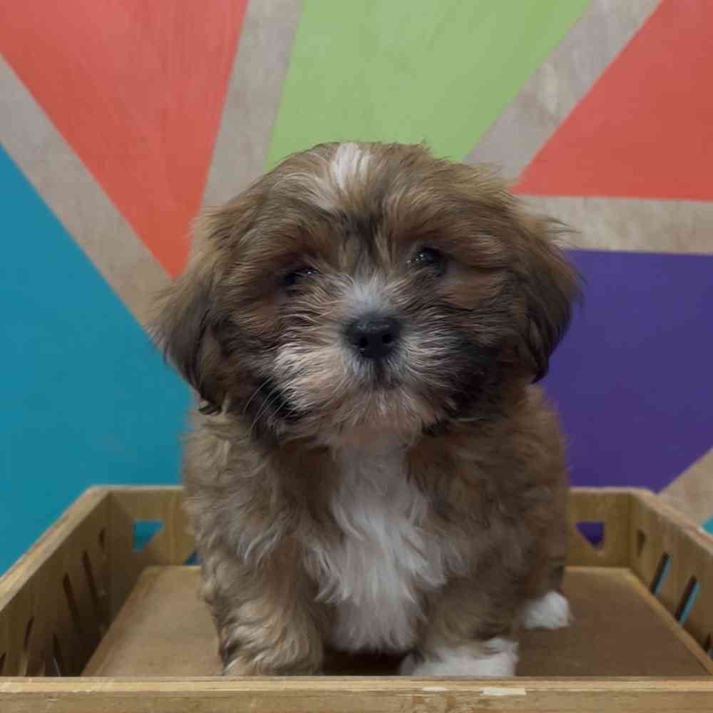 Image of a pet breed in the gallery