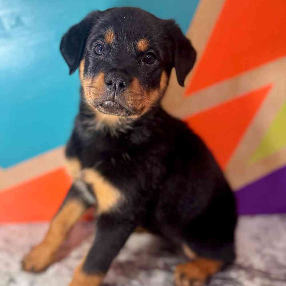 carousel pet images