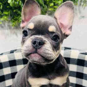 French Bulldog