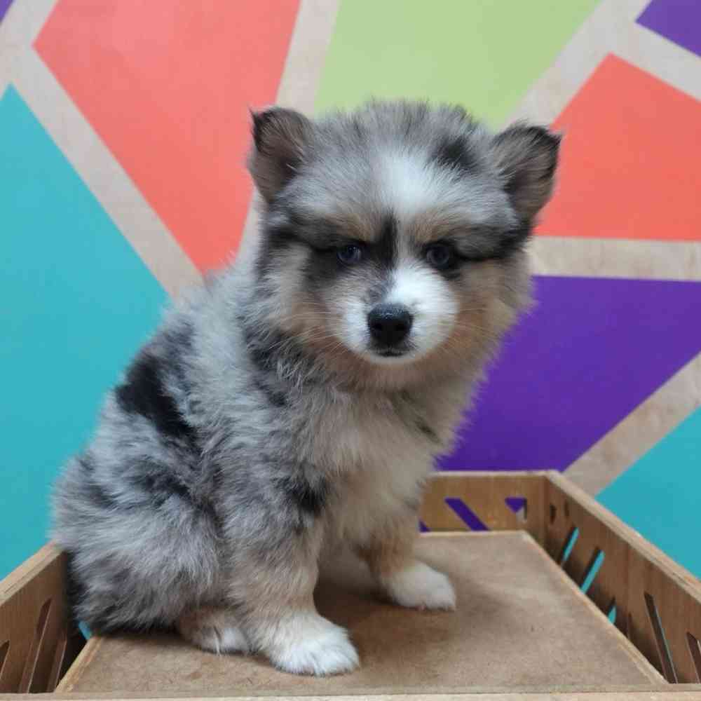 Image of a pet breed in the gallery