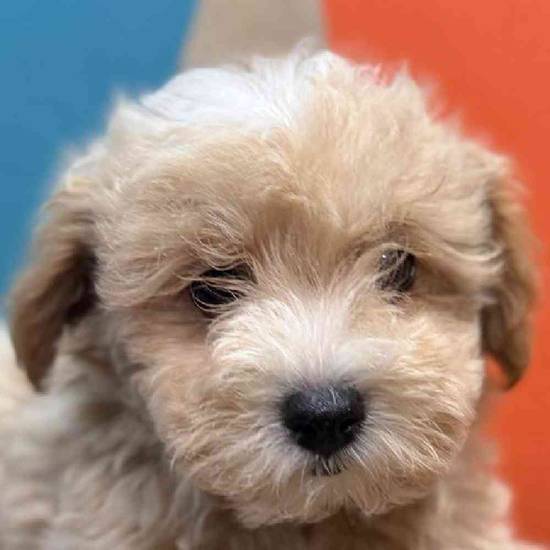 Cavapoo