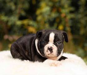 Boston Terrier