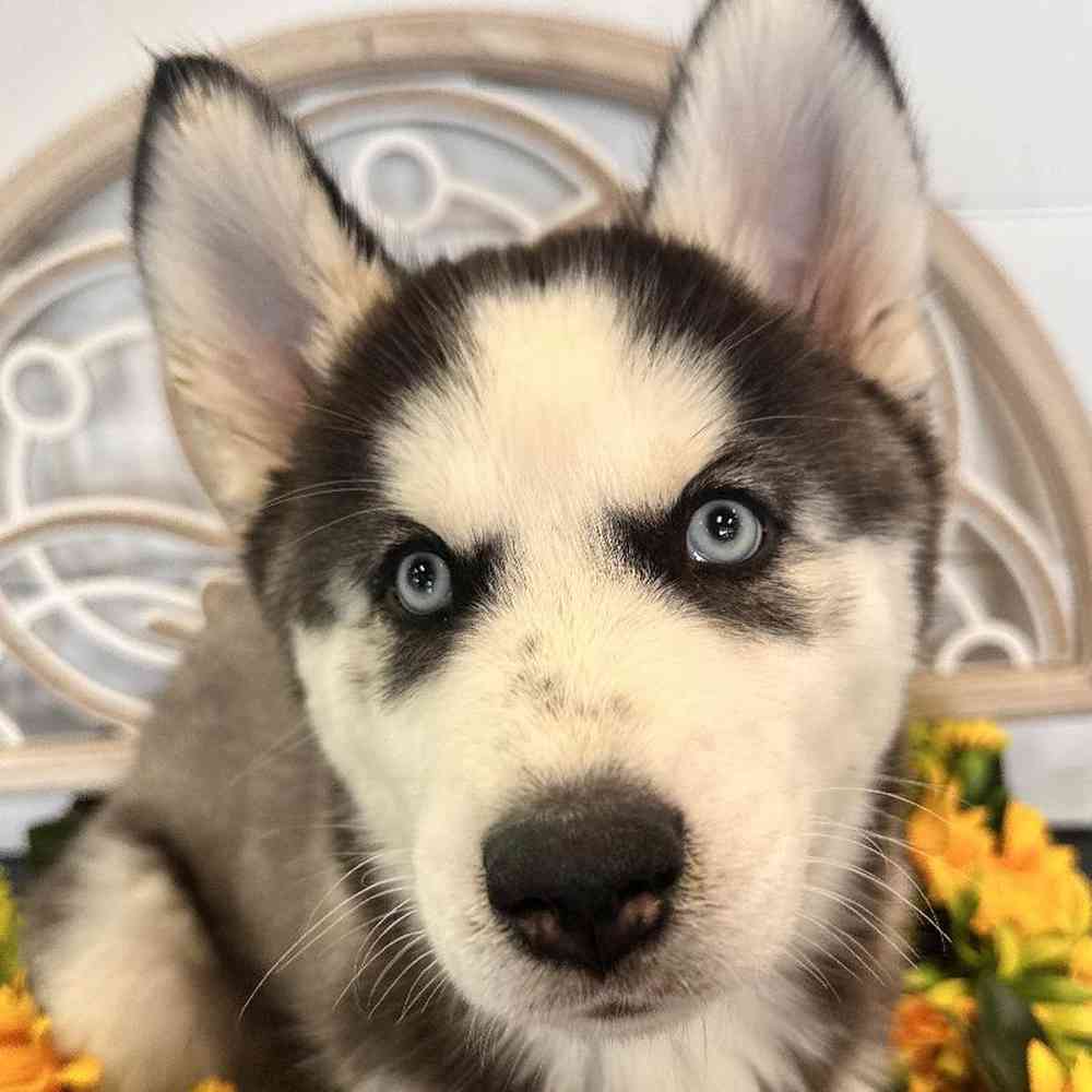 carousel pet images