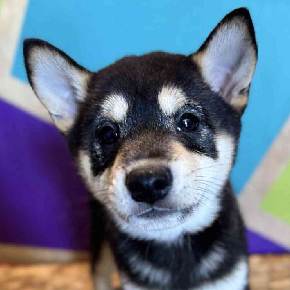 Information on Shiba Inu Puppies for Sale in Rogers, Arkansas