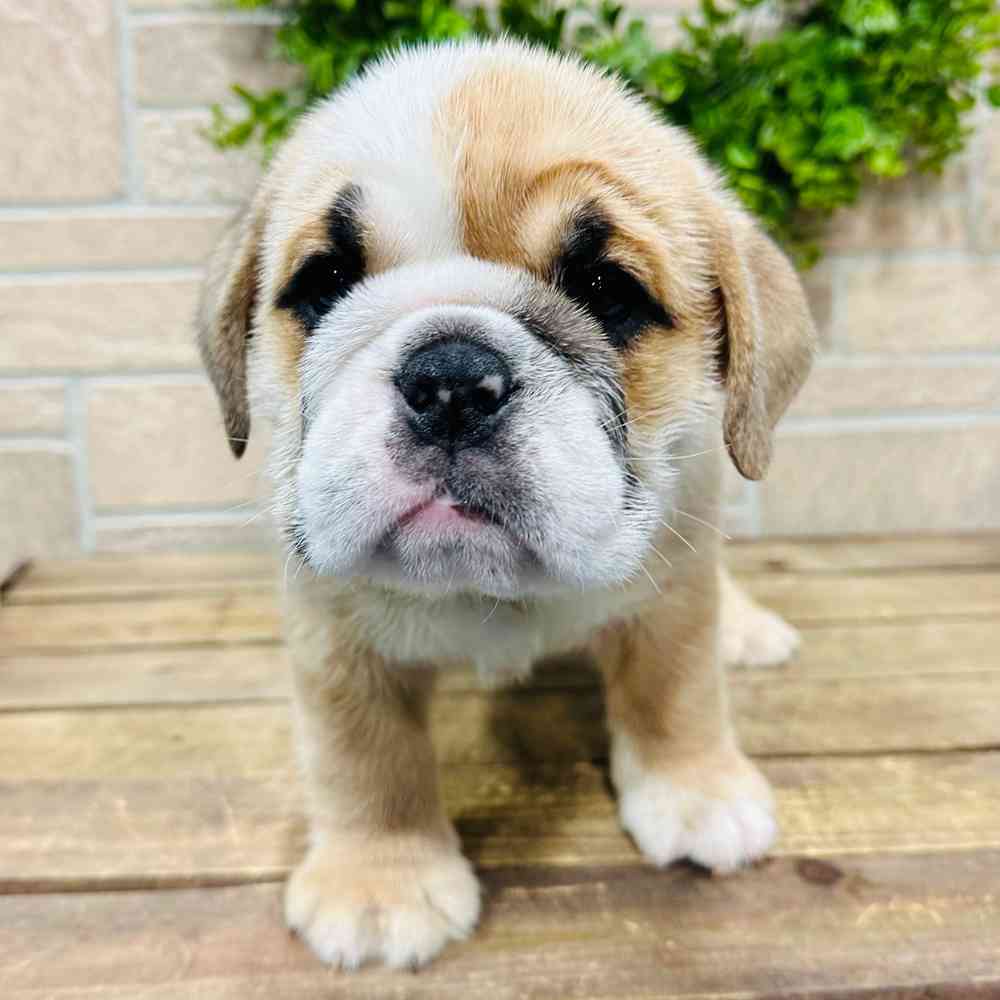 carousel pet images