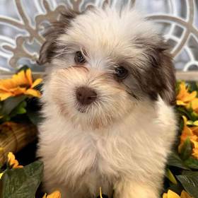 Havanese