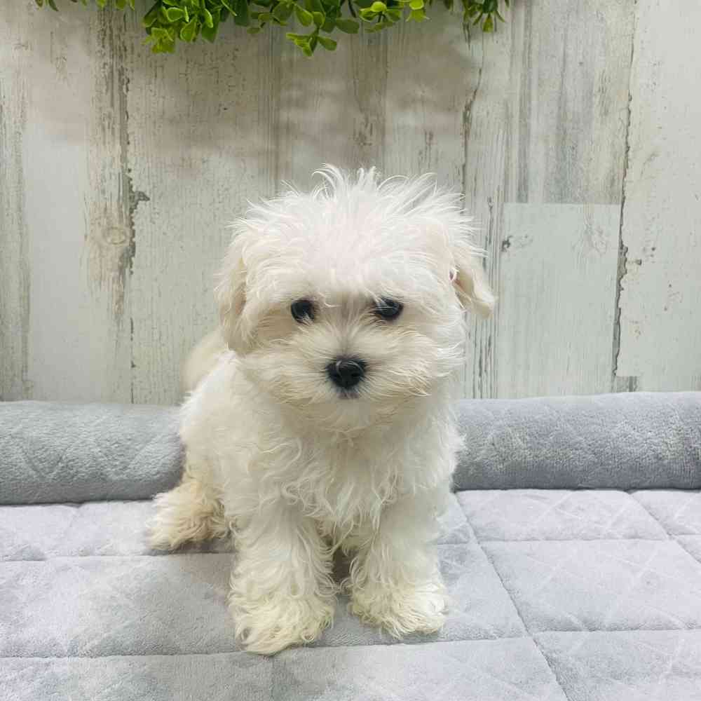 Bichon maltese mini toy for sale clearance
