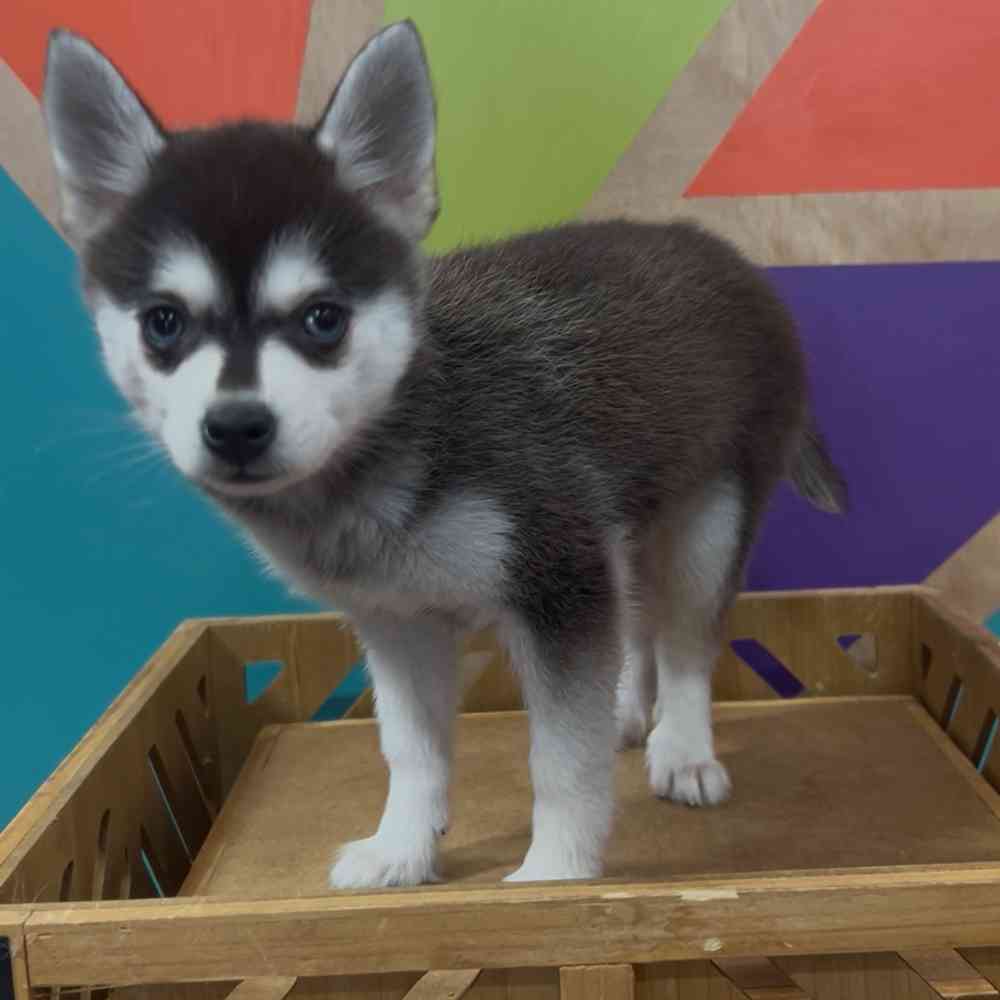 Image of a pet breed in the gallery