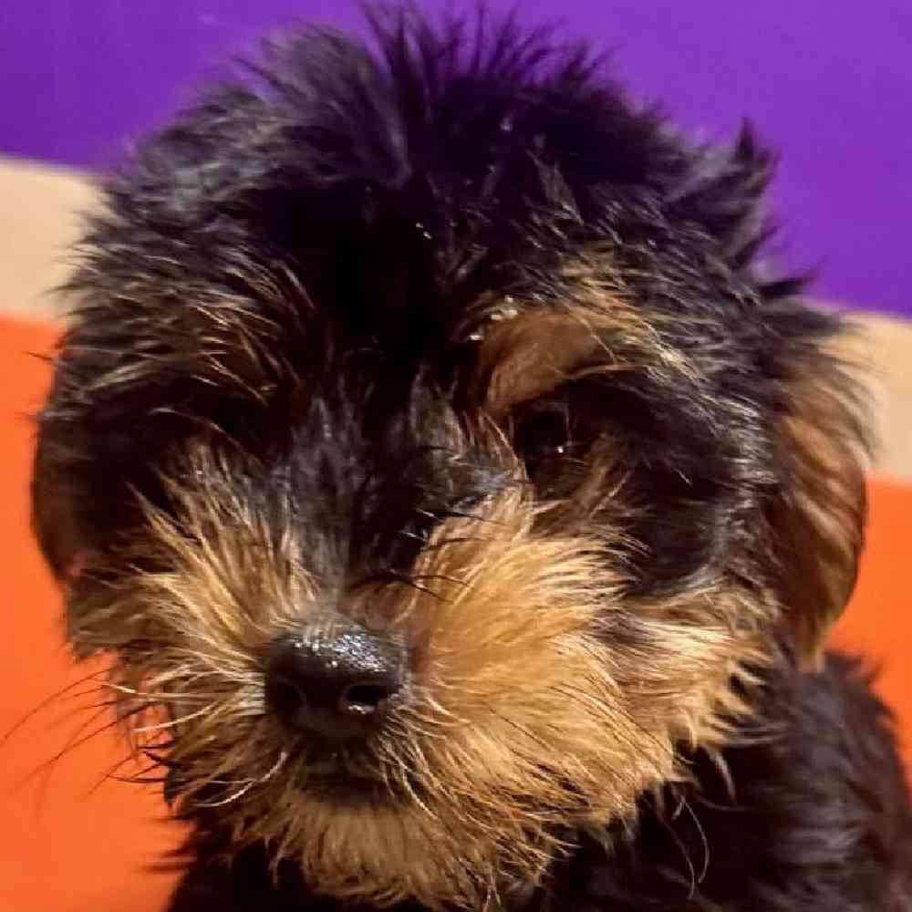 carousel pet images