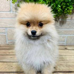 Pomeranian