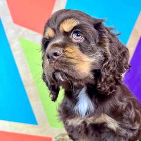 Cocker Spaniel